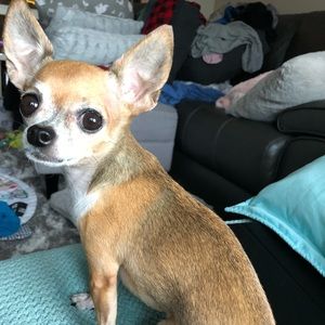 Meet your Posher, Trish